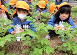 野菜の水やり（年長組）