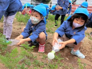野菜の水やり（年長組）