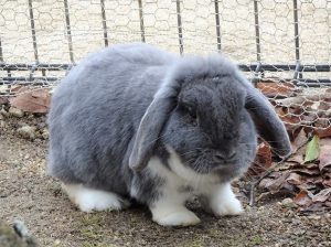 みみちゃん、今までありがとう