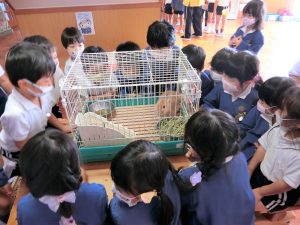 新しいうさぎが幼稚園にやってきました！