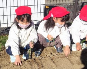 玉ねぎの苗植え（年中組）