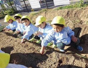 玉ねぎの苗植え（年中組）