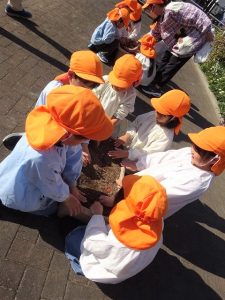 ちゅーりっぷの球根植え（年長組）