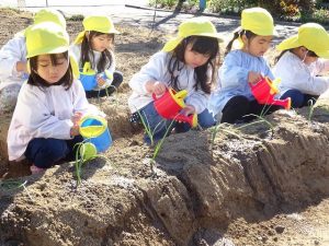 玉ねぎの苗植え（年中組）