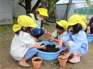 ミニひまわりの栽培（年中組）