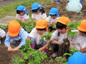 野菜の収穫