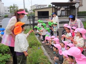 野菜の収穫