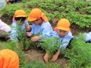 野菜の収穫