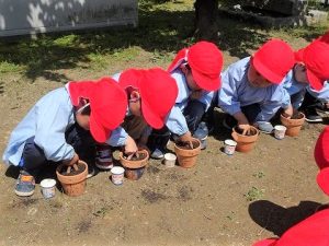 ミニひまわりの栽培（年中組）