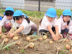 野菜の収穫