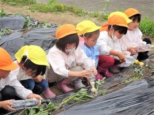 さつまいもの苗植え（年長組・年中組）