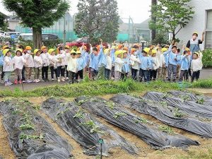 さつまいもの苗植え（年長組・年中組）