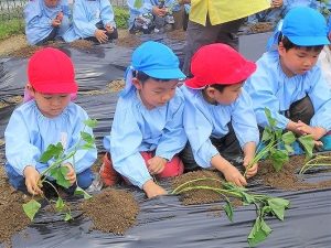 さつまいもの苗植え（年長組・年中組）