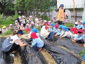 さつまいもの苗植え（年長組・年中組）
