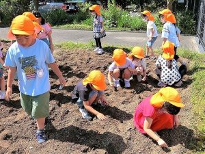 畑の石拾い（年長組・年中組）