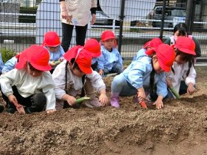 にんじんの種まき・じゃがいもの種いも植え（年中組）