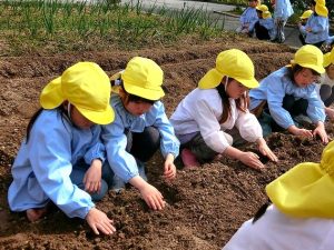 にんじんの種まき・じゃがいもの種いも植え（年中組）