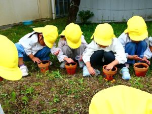 ミニひまわりの栽培