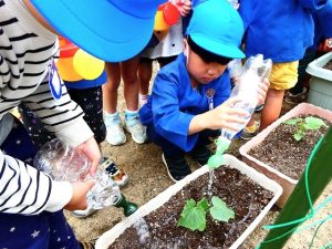 夏野菜の栽培（年長組）