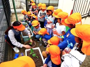 夏野菜の栽培（年長組）