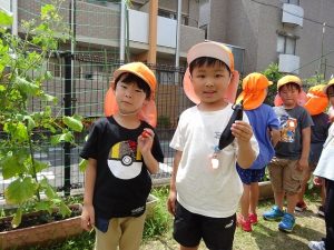 夏野菜の収穫（年長組）