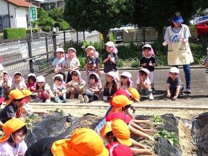 さつまいもの苗植え（年長組・年中組）