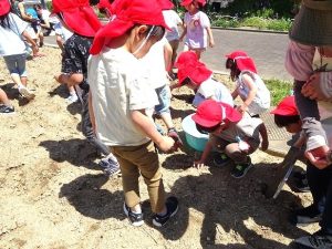 畑の石拾い（年長組・年中組）