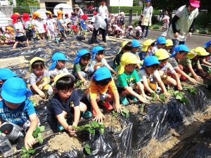 さつまいもの苗植え（年長組・年中組）