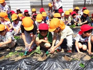 さつまいもの苗植え（年長組・年中組）