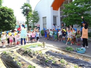さつまいもの苗植え（年長組・年中組）