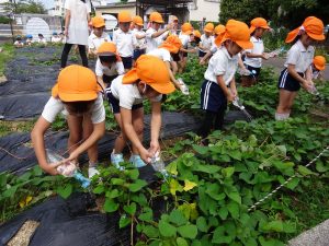 さつまいもの水やり